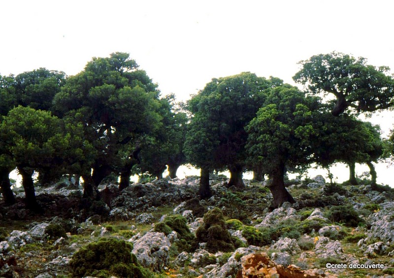 fort de chnes sur le lapiaz