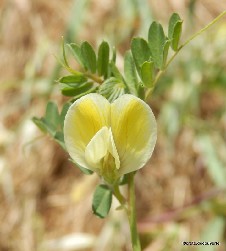 Vicia lutea - Vesce jaune Vicia lutea - Vesce jaune