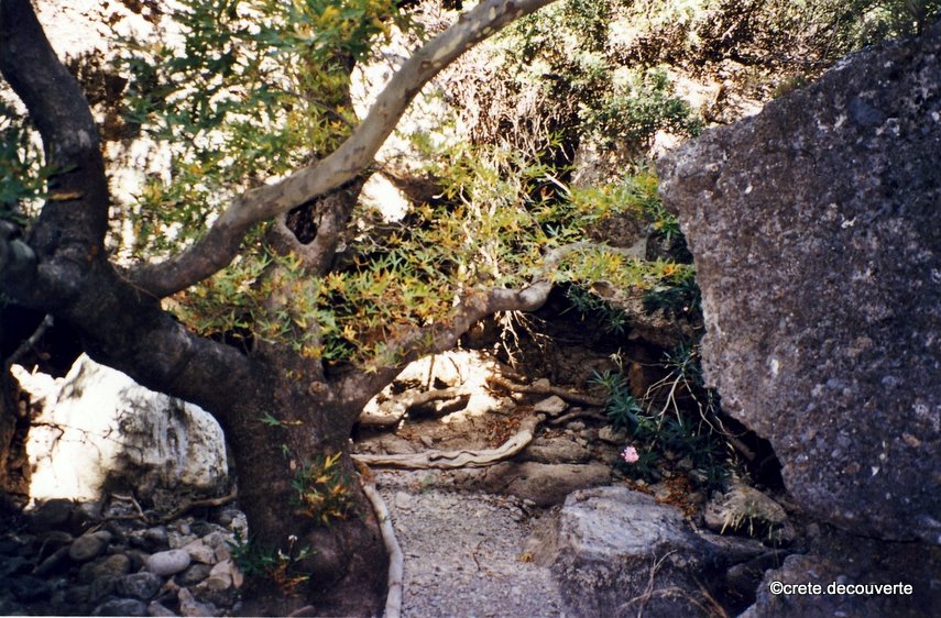 Passage dans le lit de la rivire Pefkiano