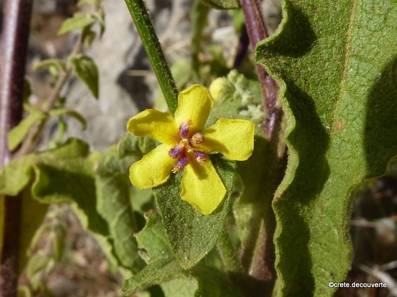 Verbascum sinuatum - Sougia - Lissos