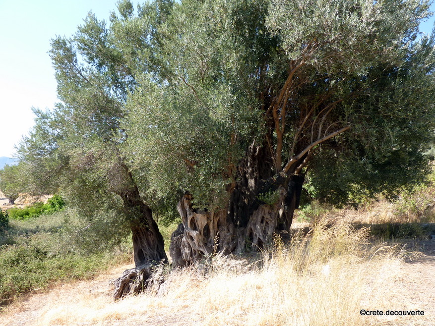 Agios Georgios Fourfouras gros olivier