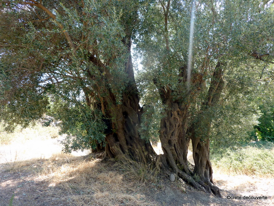 Agios Georgios Fourfouras olivier remarquable
