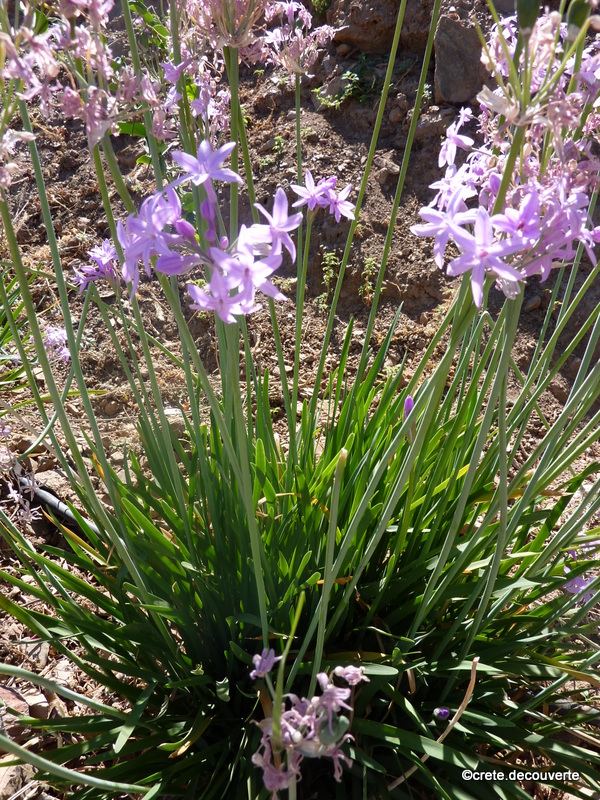 Allium roseum - Ail rose Allium roseum - Ail rose