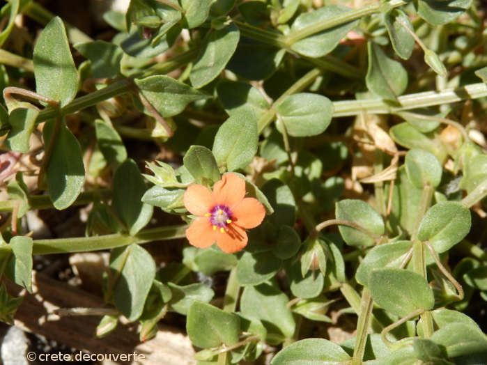 Anagallis arvensis - mouron rouge Anagallis arvensis - mouron rouge