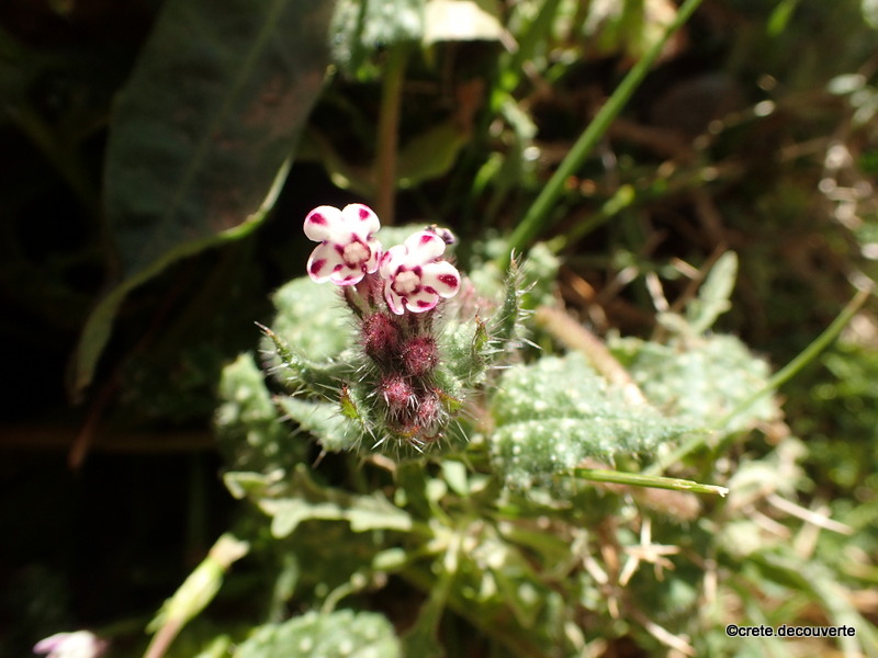 Anchusella variegata - Buglosse bigarre