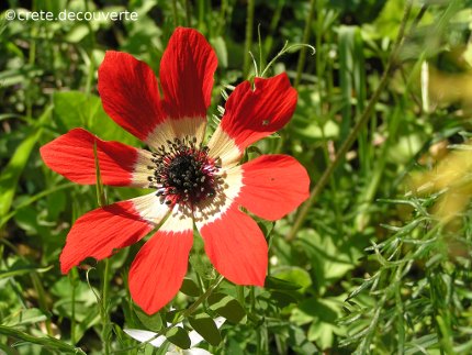 Anémone coronaria anémone couronnée Anémone coronaria anémone couronnée