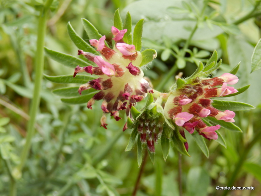 Anthyllis vulneraria ssp rubriflora