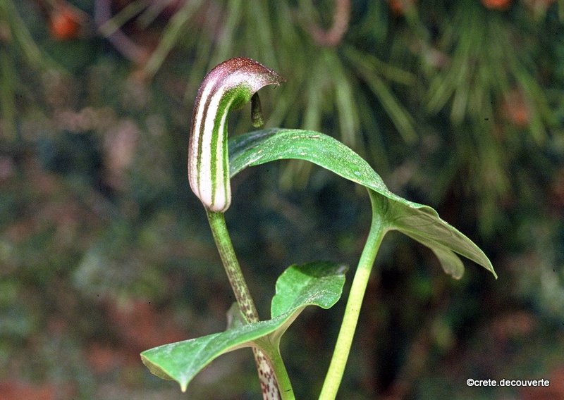 Arisarum vulgare - Arum arisarum - Capuchon de moine Arisarum vulgare - Arum arisarum - Capuchon de moine