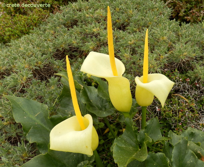 Arum creticum - Ideon Andron