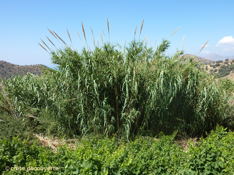 Arundo donax - Canne de Provence Arundo donax - Canne de Provence