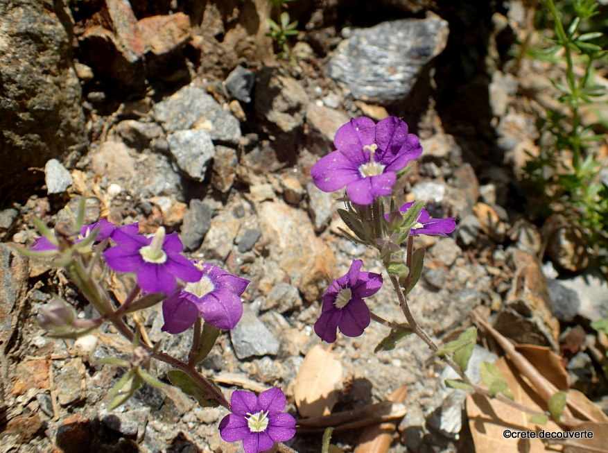 Legousia pentagonia Legousia pentagonia