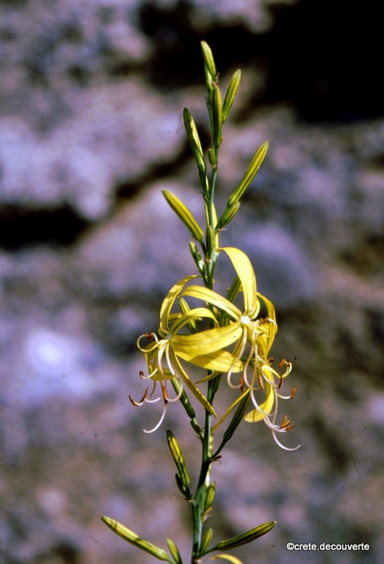 Asphodeline liburnica