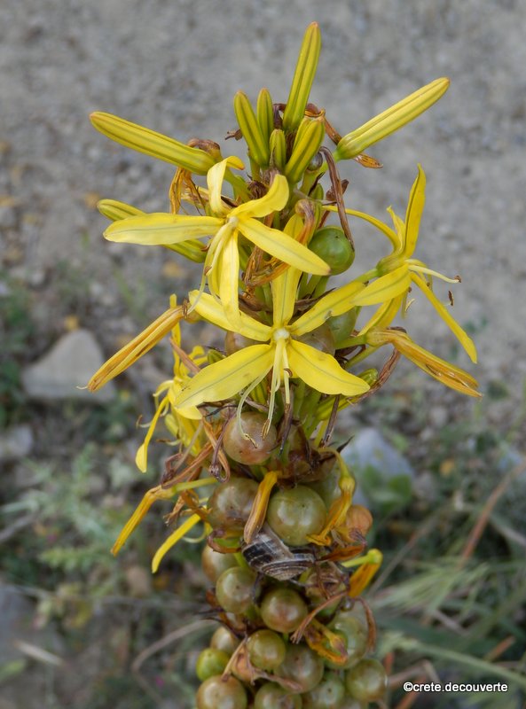 Asphodeline lutea Asphodeline lutea