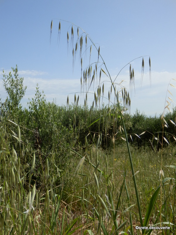 Avena fatua - Avoine folle