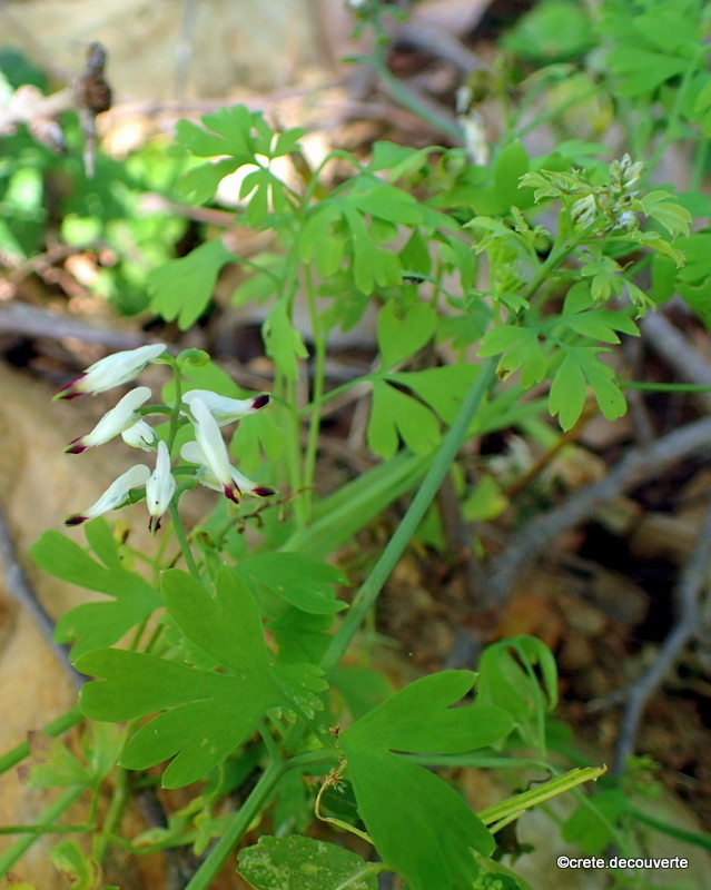 Fumaria capreolata Fumaria capreolata