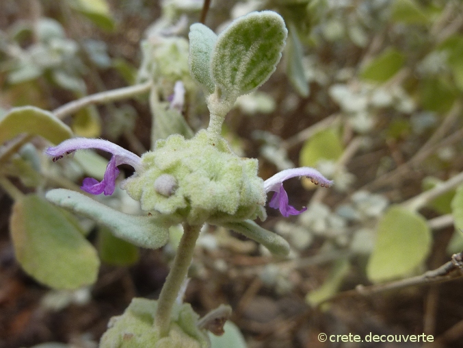 Ballota pseudodictamnus Ballota pseudodictamnus- pseudo-dyctame