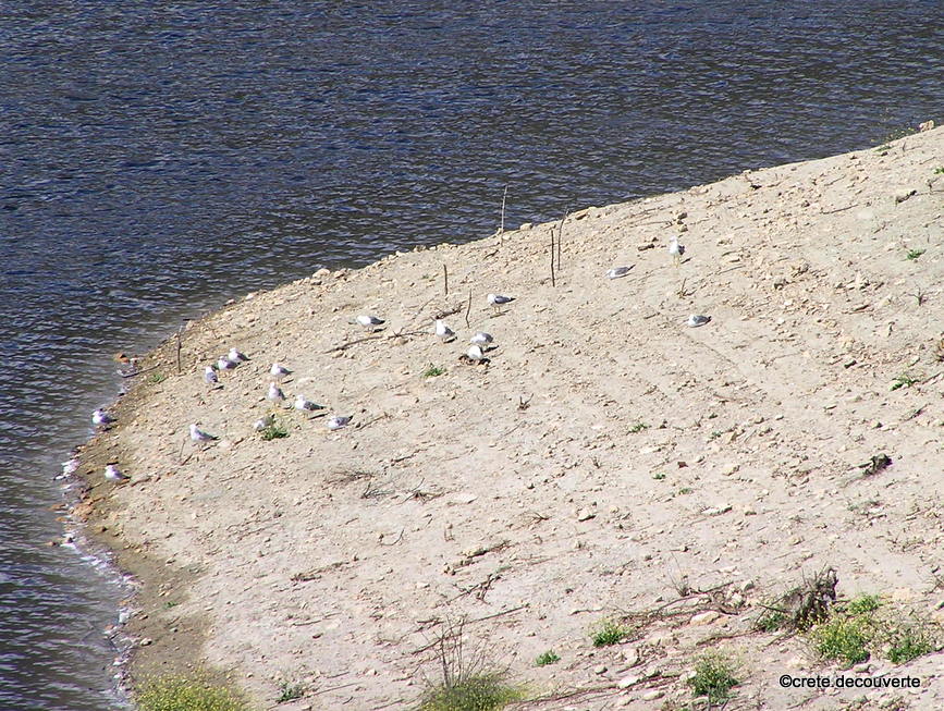 Barrage de Faneromeni  zone humide lieu de passage des oiseaux migrateurs