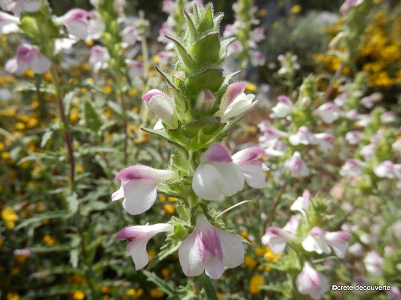 Bartsia trixago - Bellardie