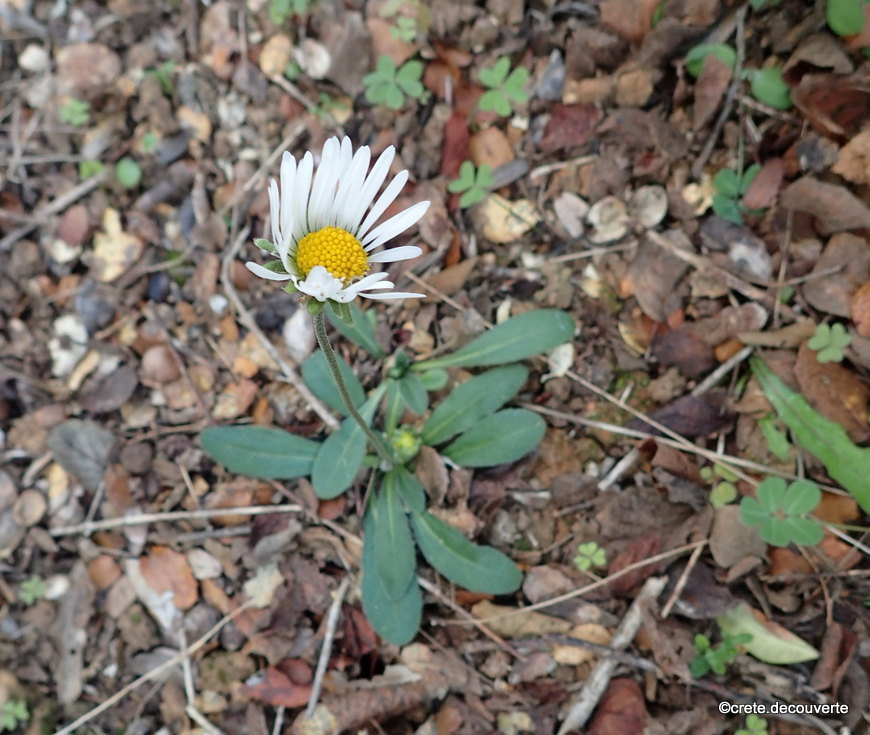 Bellis sylvestris - Pâquerette des bois Bellis sylvestris - Pâquerette des bois