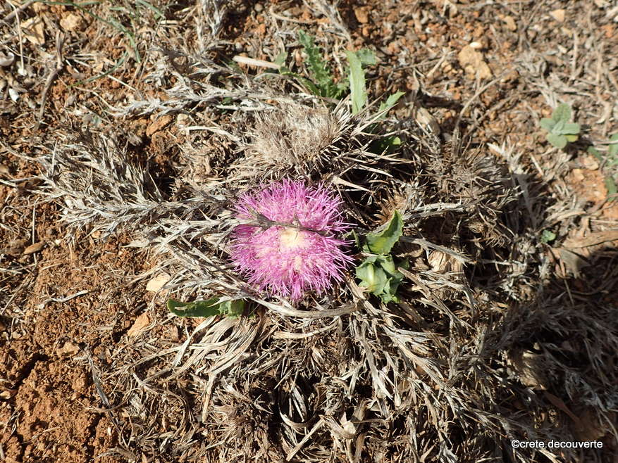 Carlina gummifera - Atractylis gummifera Carlina gummifera - Atractylis gummifera