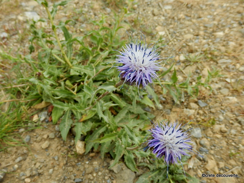 Carthamus caeruleus - Onobroma caerulea