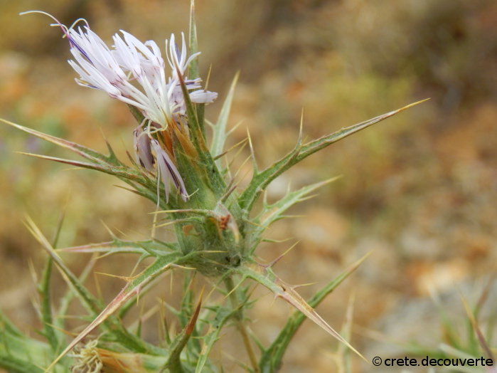 Carthamus dentatus ssp ruber - Carthame dent