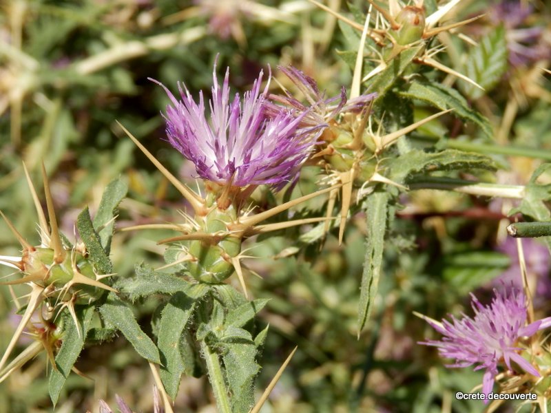 Centaurea calcitrapa - chardon étoilé Centaurea calcitrapa - chardon étoilé