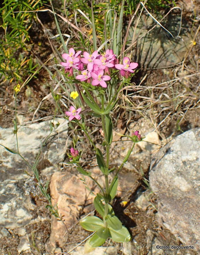 Centaurium erythraea Centaurium erythraea