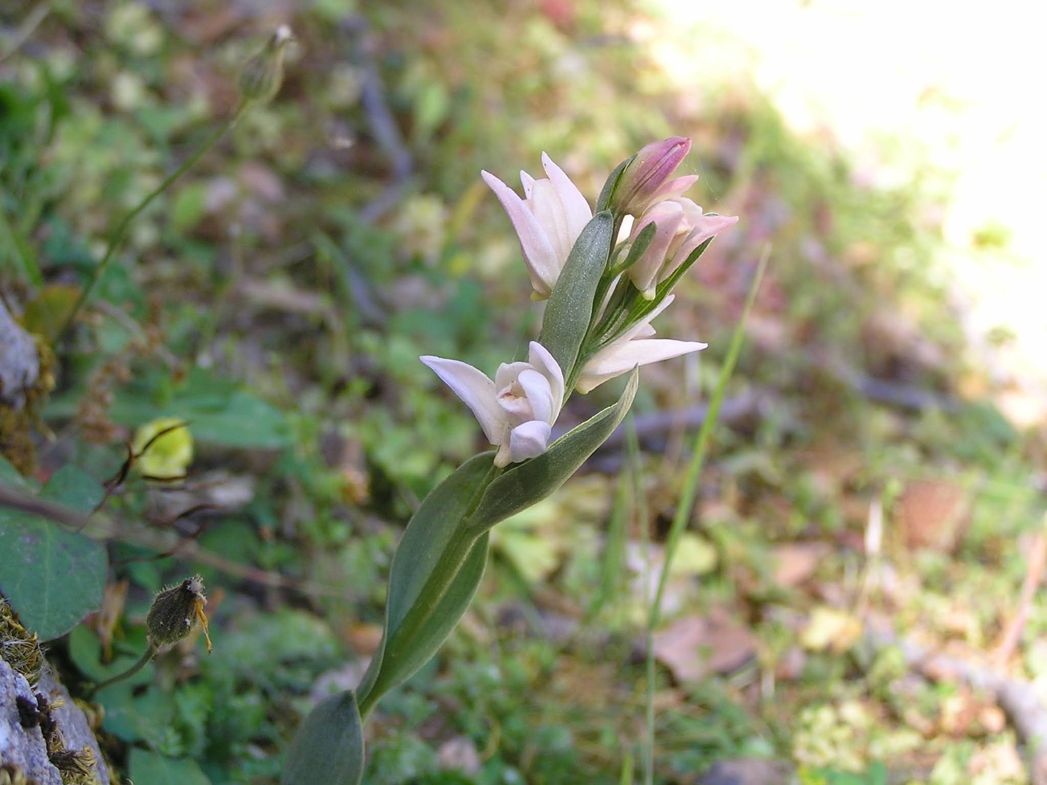 Cephalanthera cucullata Cephalanthera cucullata