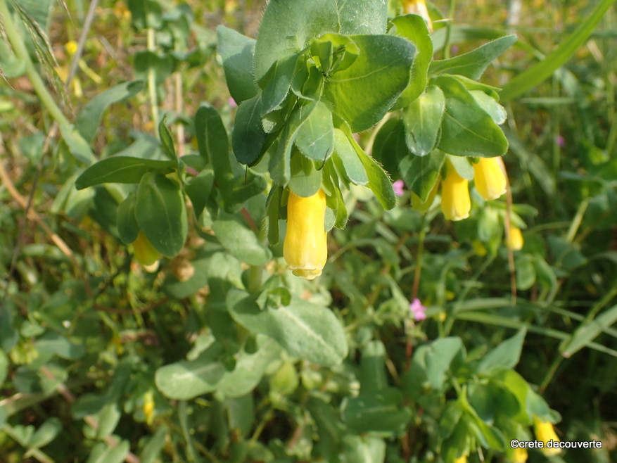 Cerinthe major Cerinthe major