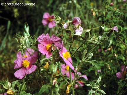 Cistus creticus Cistus creticus