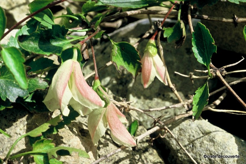 Clematis cirrhosa