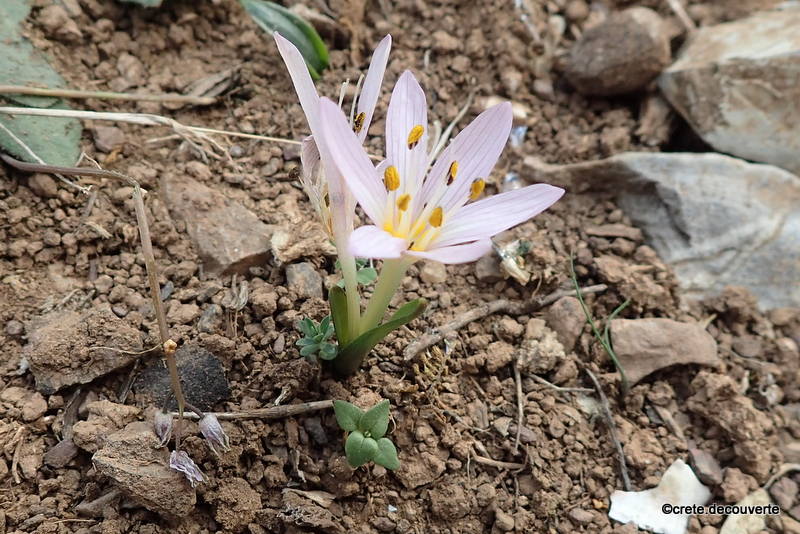 Colchicum cupanii