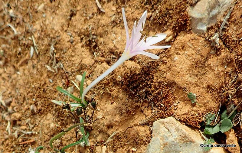 Colchicum pusillum Colchicum pusillum