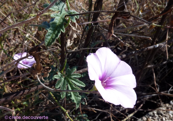 Convolvulus althaeoides tenuissimus - Liseron Convolvulus althaeoides tenuissimus - Liseron