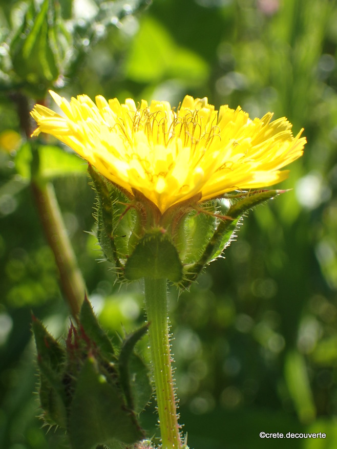 Helminthotheca echioides ex Picris, au Lac d'Agia Helminthotheca echioides ex Picris, au Lac d'Agia
