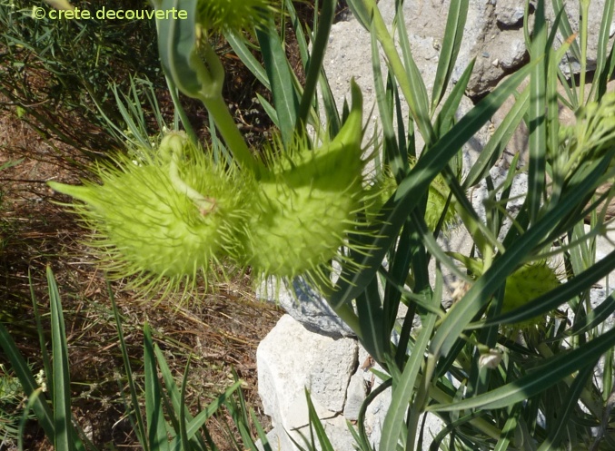 Gomphocarpus fruticosus - fruits de l'Asclépiade Gomphocarpus fruticosus - fruits de l'Asclépiade