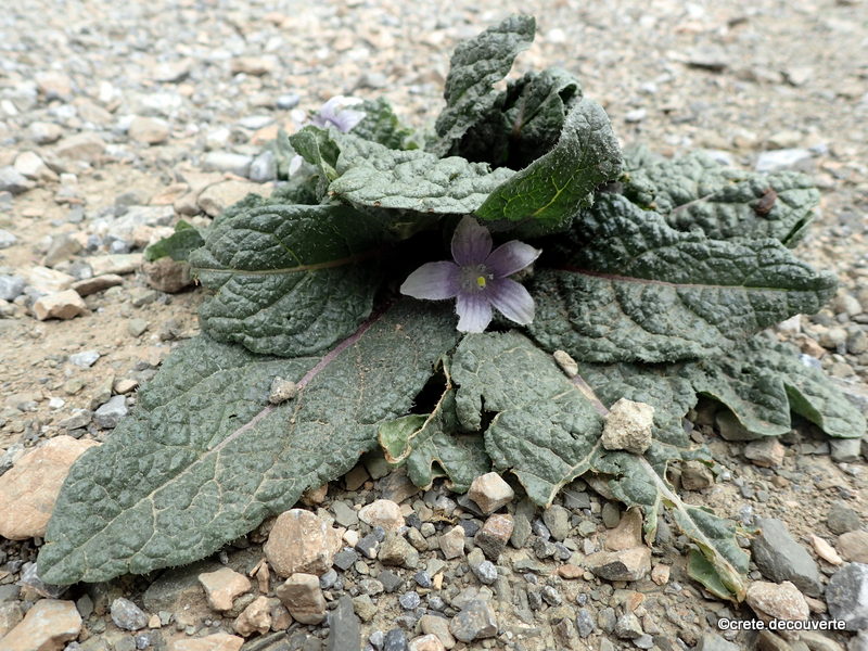 Mandragora officinarum Mandragora officinarum