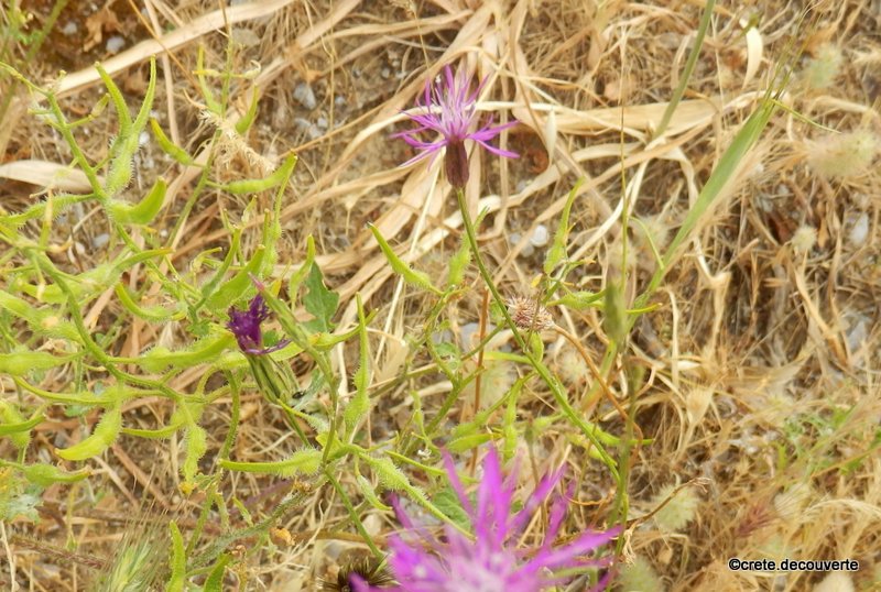 Crupina crupinastrum