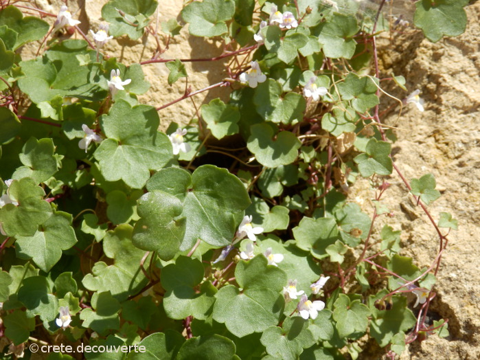 Cymbalaria muralis