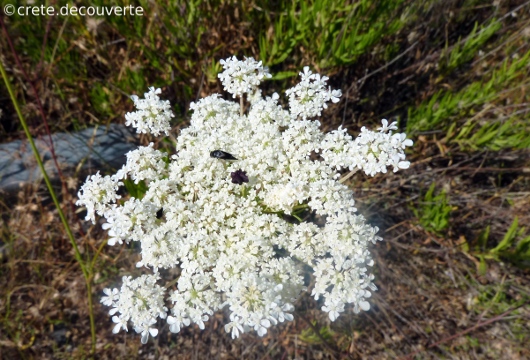 Daucus carota Daucus carota