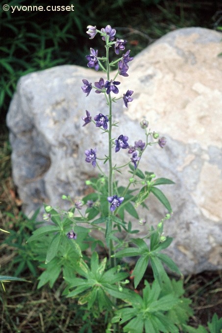 Delphinium staphisagria