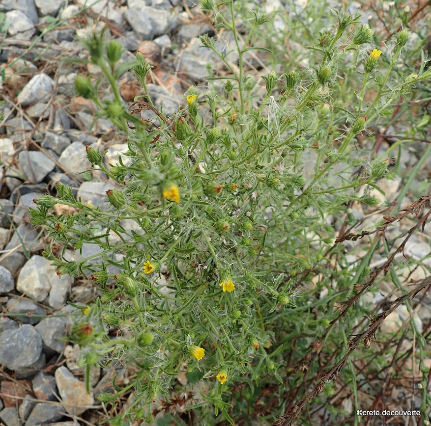 Dittrichia graveolens - Inule fétide près d'Avdou-Crète Dittrichia graveolens - Inule fétide près d'Avdou-Crète
