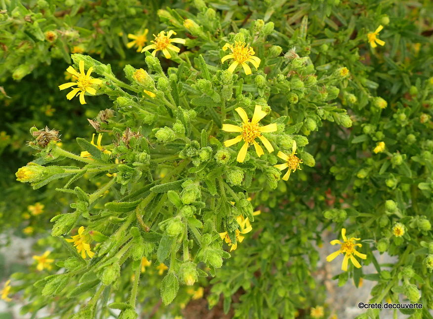 Dittrichia viscosa -Inule visqueuse-Vers Karouzana