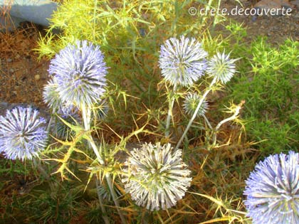 Echinops spinosissimus (oursin très épineux) Lassithi près de Honos Echinops spinosissimus (oursin très épineux) Lassithi près de Honos