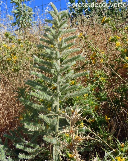 Echium italicum - Gerakari Kedros Echium italicum - Gerakari Kedros