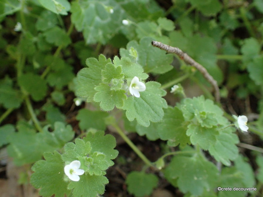 Veronica cymbalaria Véronique cymbalaire Veronica cymbalaria Véronique cymbalaire