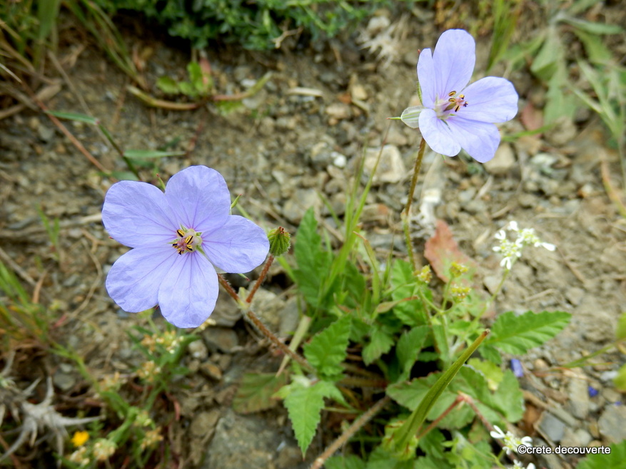 Erodium gruinum - Bec-de-grue Erodium gruinum - Bec-de-grue