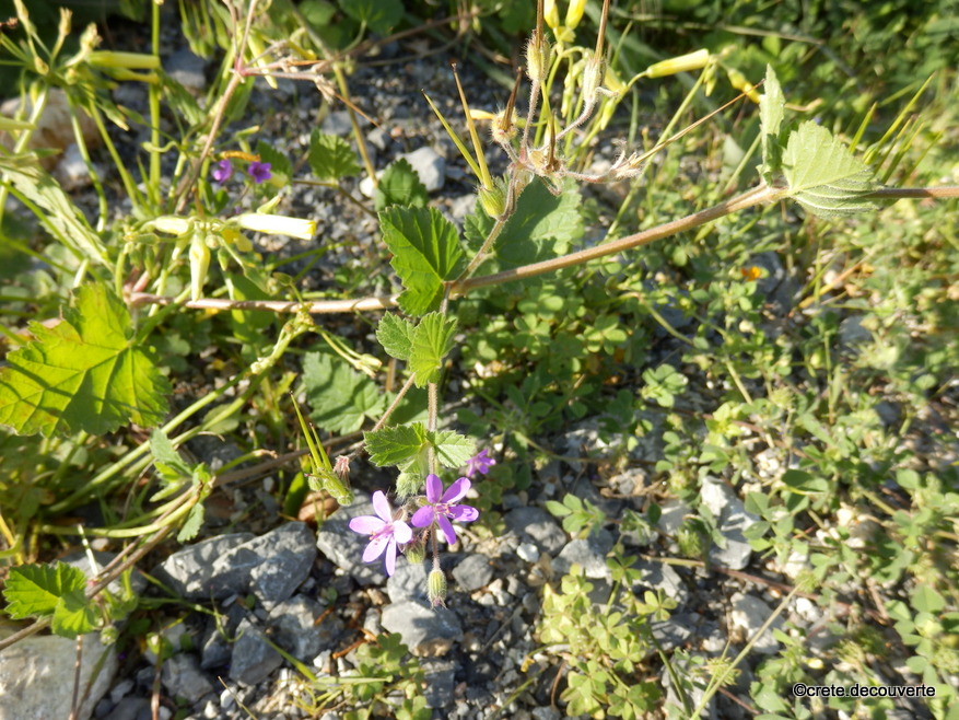 Erodium malacoides Erodium malacoides