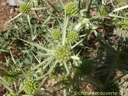 Eryngium creticum Eryngium creticum